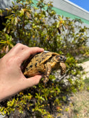 Libyan Greek Tortoise Adult Male