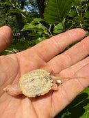 Paradox Albino Common Snapping Turtle