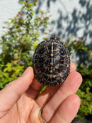 HI YELLOW Florida Box Turtle
