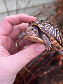 HI YELLOW Florida Box Turtle