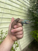 Oriental Garden Dragon Lizard (Calotes versicolor)