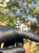 Amazon Milk Frog (Trachycephalus resinifictrix)