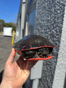 Super Red Northern Red Bellied Turtle Adult Female