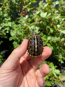 HI YELLOW Florida Box Turtle
