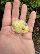 Mutant  Pacman Frog
