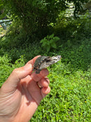 Hi White Concentric Diamondback Terrapin 2024