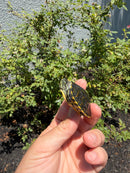 Florida Red Bellied Turtle X Peacock Slider