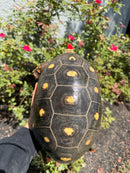 Red Foot Tortoise Adult Female