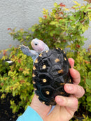 Ornate Diamondback Terrapin Male