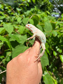 Snow Green Iguana 2024