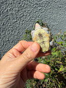 Ornate Diamondback Terrapin Female