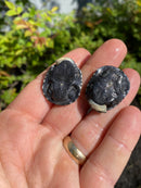 African Helmeted Turtle Babies (Pelomedusa subfra)