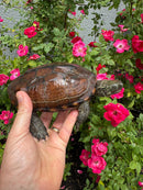 Reeves Turtles Adult Female