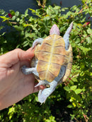Ornate Diamondback Terrapin Female