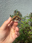 Hypo Stripe-necked Musk Turtle SUB Adult Female
