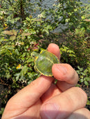 Pastel Picasso Red Eared Slider Turtle