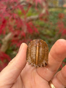 Hi Orange Vietnamese Black Breasted Leaf Turtle Baby 2025