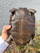 Burmese Black Mountain Tortoise Female