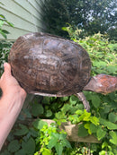 Nasuta Toad Headed Turtle Female