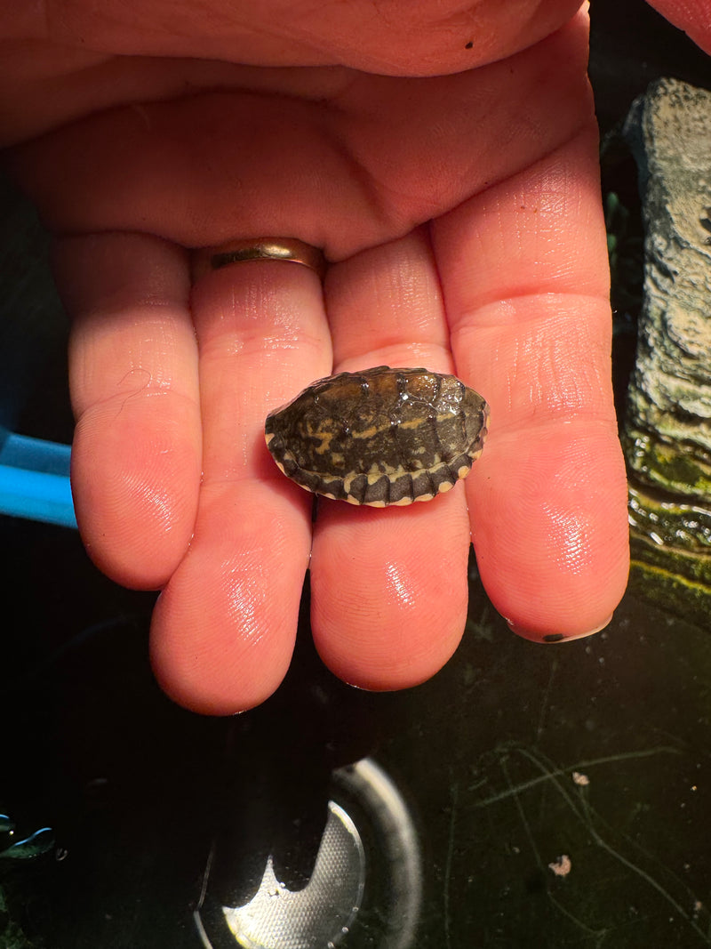 Pastel Common Musk Turtle Baby