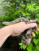 Diamondback Water Snake (Nerodia rhombifer)