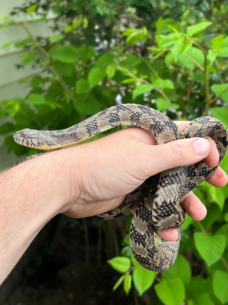 Diamondback Water Snake (Nerodia rhombifer)