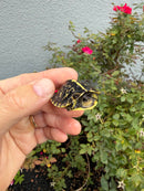 HI YELLOW Florida Box Turtle