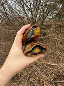 White Lipped Mud Turtle Adult Pair