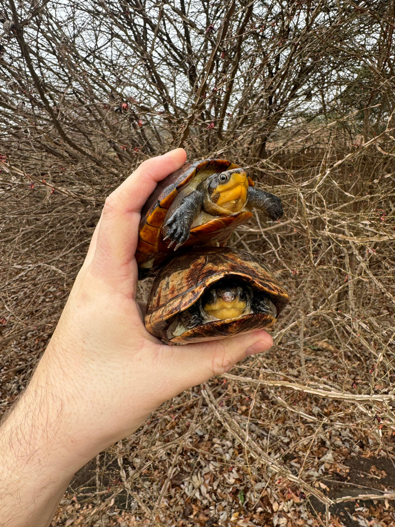 White Lipped Mud Turtle Adult Pair