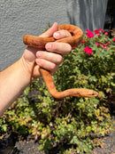 Red Salt Marsh Water Snake Adult Female