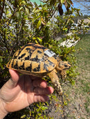 Libyan Greek Tortoise Adult Female