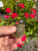 HI Yellow Desert Box Turtle