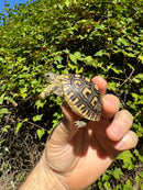 Leopard Tortoise 2024