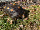 Barbados Red Foot Tortoise Adult Male