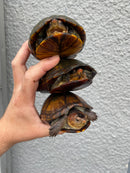 Red Cheeked Mud Turtle Adult Trio
