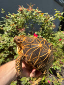 Sri Lankan Star Tortoise 2010