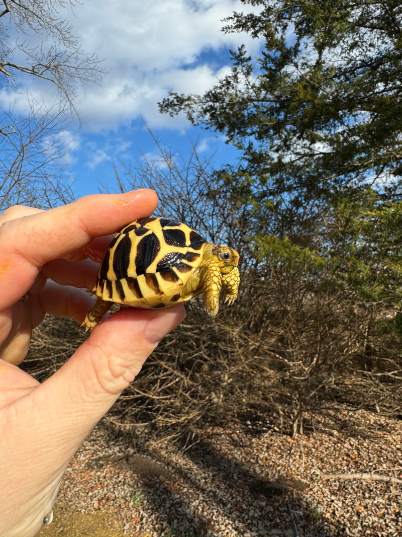 Sri Lankan Star Tortoise 2024