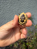 Hi Color Eastern Box Turtle Baby
