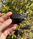 Hi White Concentric Diamondback Terrapin 2025