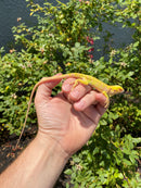 Crimson Red Albino Green Iguana 2026