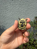 HI YELLOW Florida Box Turtle