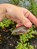 Hi Orange Leopard Softshell