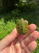 Orange Flame Baby Florida Red Bellied Turtle 2025