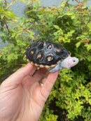 Ornate Diamondback Terrapin Male