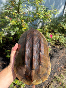 Mexican Giant Musk XXL Adult Pair