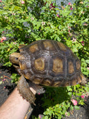 Burmese Brown Mountain Tortoise Female