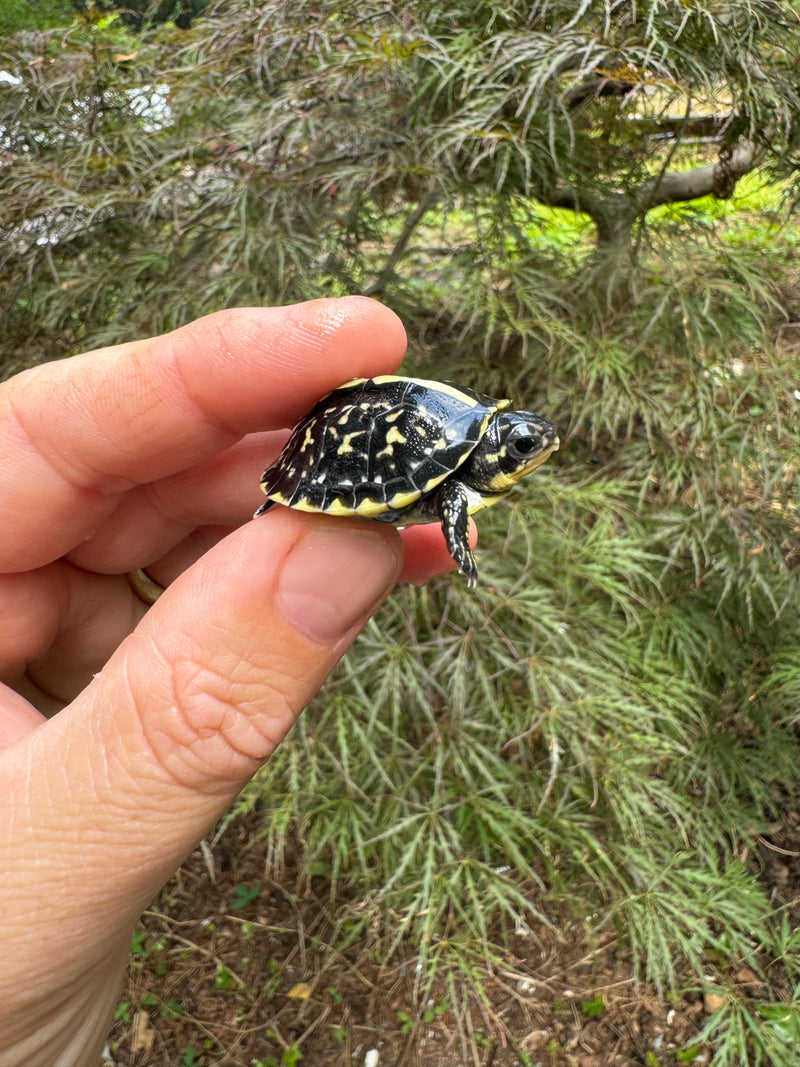 HI YELLOW Florida Box Turtle Baby 2024