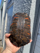 Super Red Northern Red Bellied Turtle Adult Male