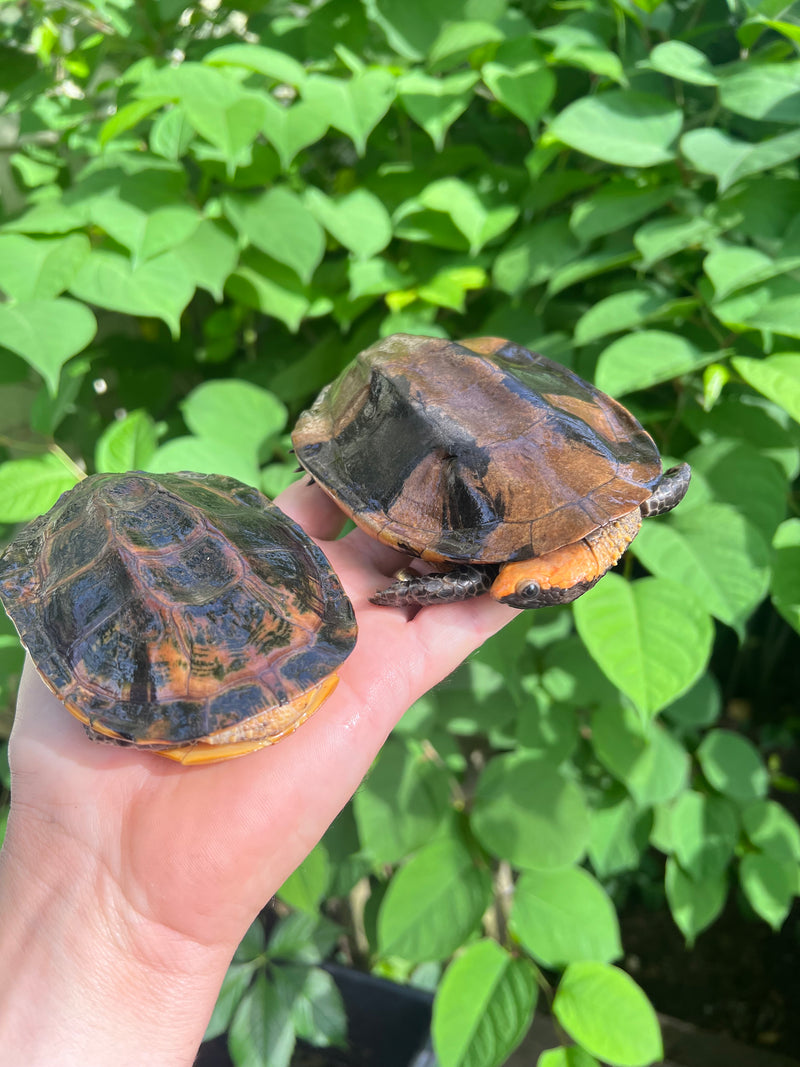 Twist-necked Turtle LTC Pair