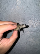 Hi White Concentric Diamondback Terrapin 2024